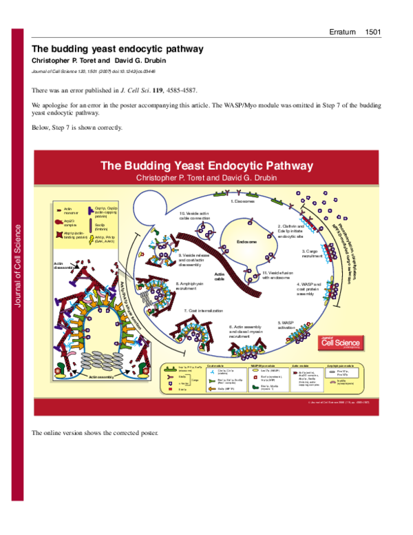(PDF) The budding yeast endocytic pathway
