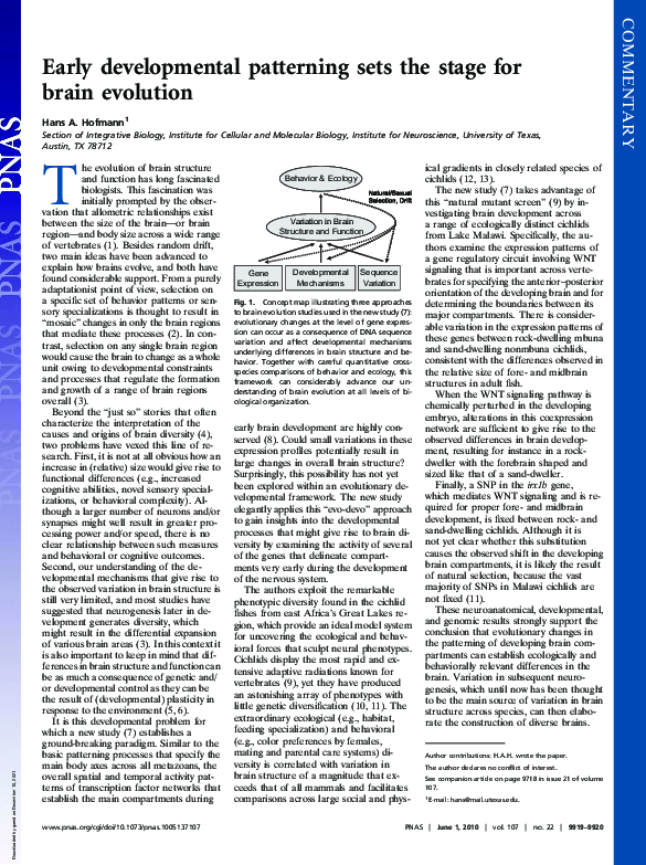(PDF) Early developmental patterning sets the stage for brain evolution