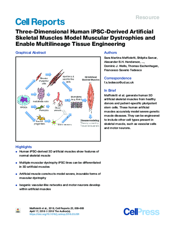 (PDF) ThreeDimensional Human iPSCDerived Artificial Skeletal Muscles