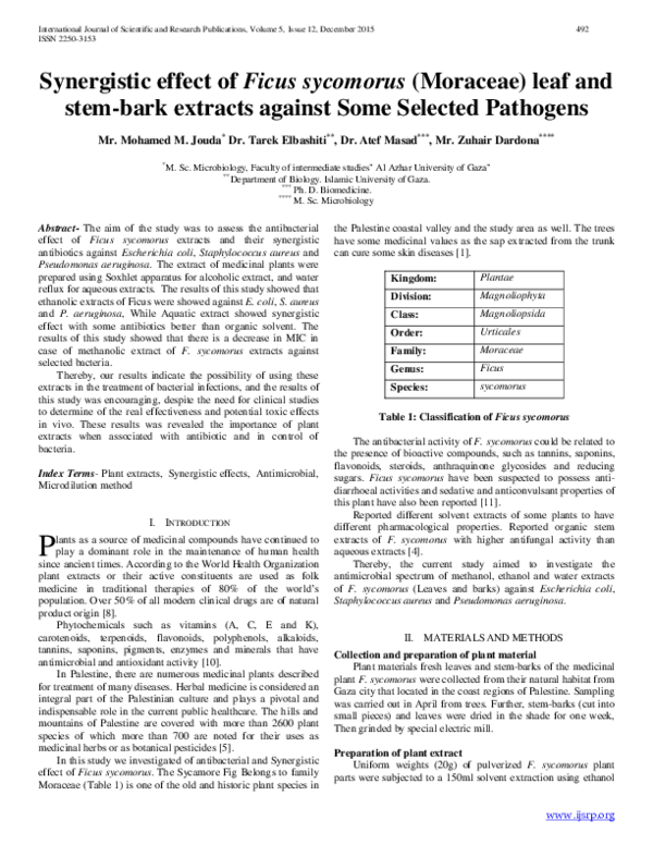 (PDF) Synergistic effect of Ficus sycomorus (Moraceae) leaf and stem ...