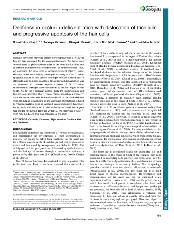 (PDF) Deafness in occludin-deficient mice with dislocation of ...