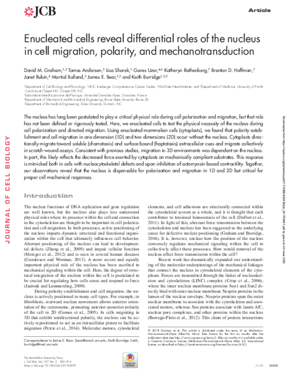 (PDF) Enucleated cells reveal differential roles of the nucleus in cell ...