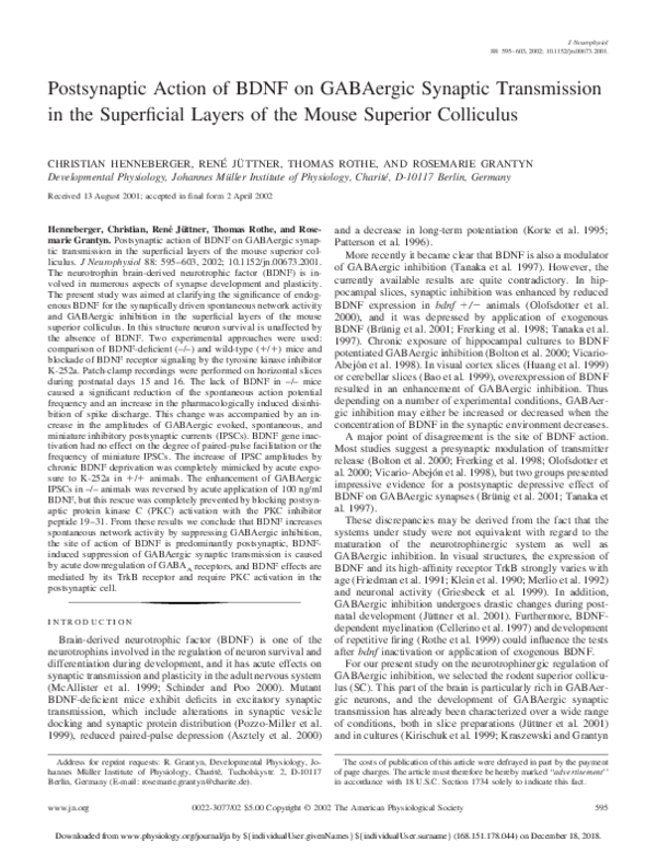 (PDF) Postsynaptic action of BDNF on GABAergic synaptic transmission in ...