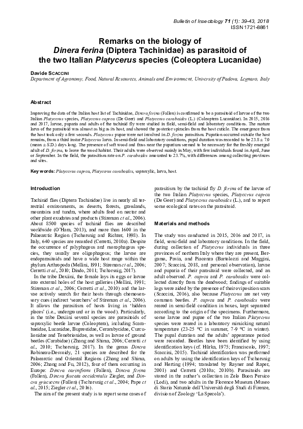 (PDF) Remarks on the biology of Dinera ferina ( Diptera Tachinidae ) as ...