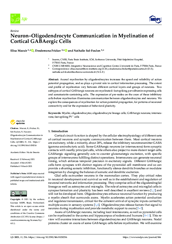 (PDF) Neuron–Oligodendrocyte Communication in Myelination of Cortical ...