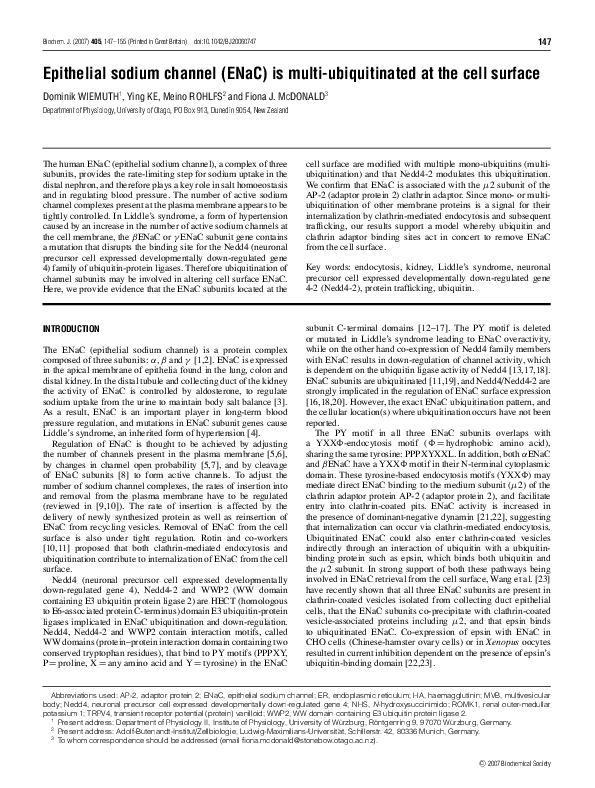 (PDF) Epithelial sodium channel (ENaC) is multi-ubiquitinated at the ...