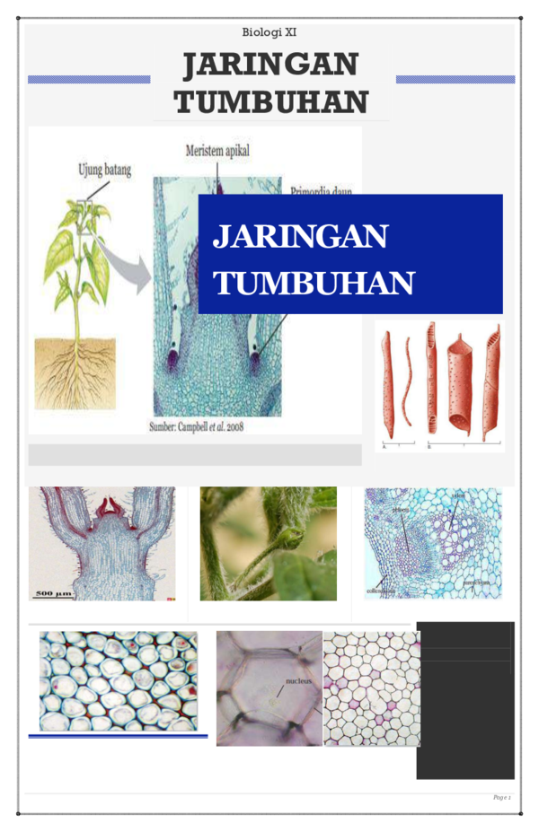 (PDF) Modul Jaringan Tumbuhan
