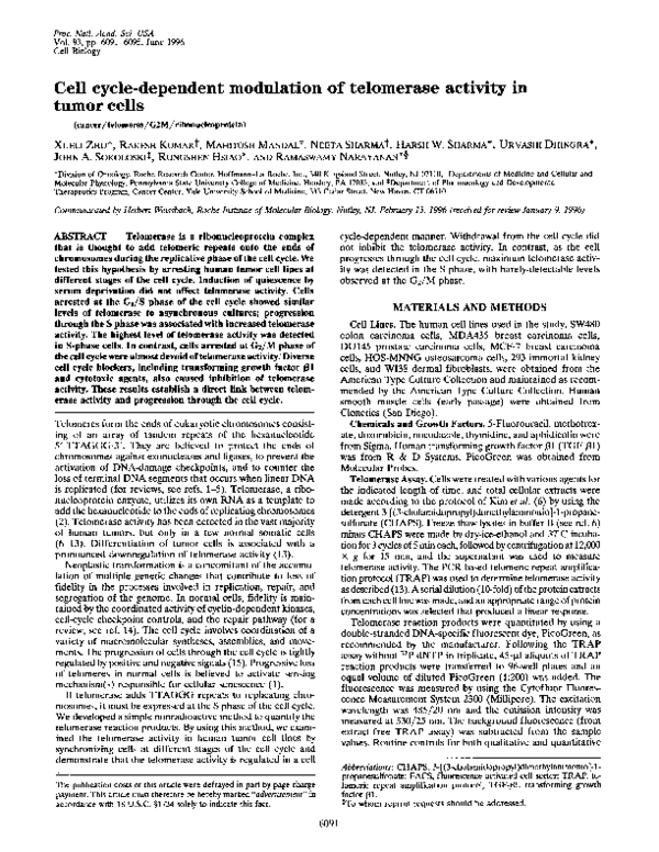 (PDF) Cell Cycle-Dependent Modulation of Telomerase Activity In Tumor Cells