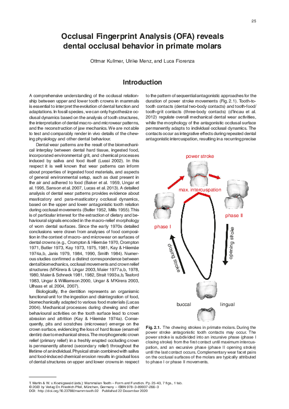 (PDF) Occlusal Fingerprint Analysis ( OFA ) reveals dental occlusal behavior in primate molars