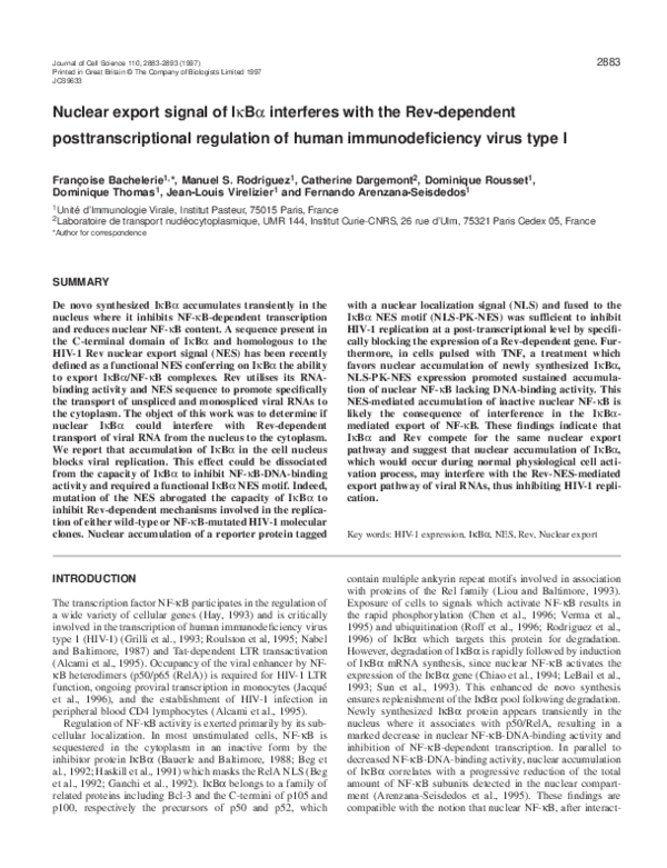 (PDF) Nuclear export signal of I κ B α interferes with the Rev ...