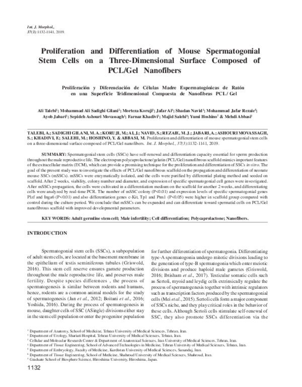 (PDF) Proliferation and Differentiation of Mouse Spermatogonial Stem ...