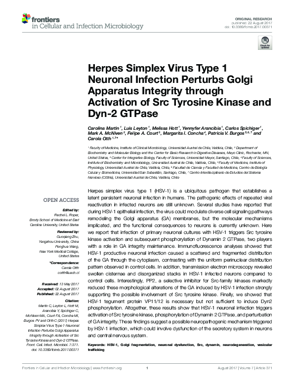 (PDF) Herpes Simplex Virus Type 1 Neuronal Infection Perturbs Golgi ...