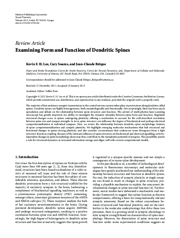 (PDF) Examining form and function of dendritic spines