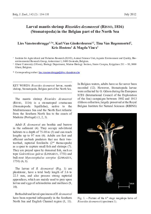 (PDF) Larval mantis shrimp Rissoides desmaresti (Risso 1816 ...