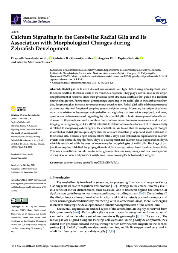 (PDF) Calcium Signaling in the Cerebellar Radial Glia and Its ...