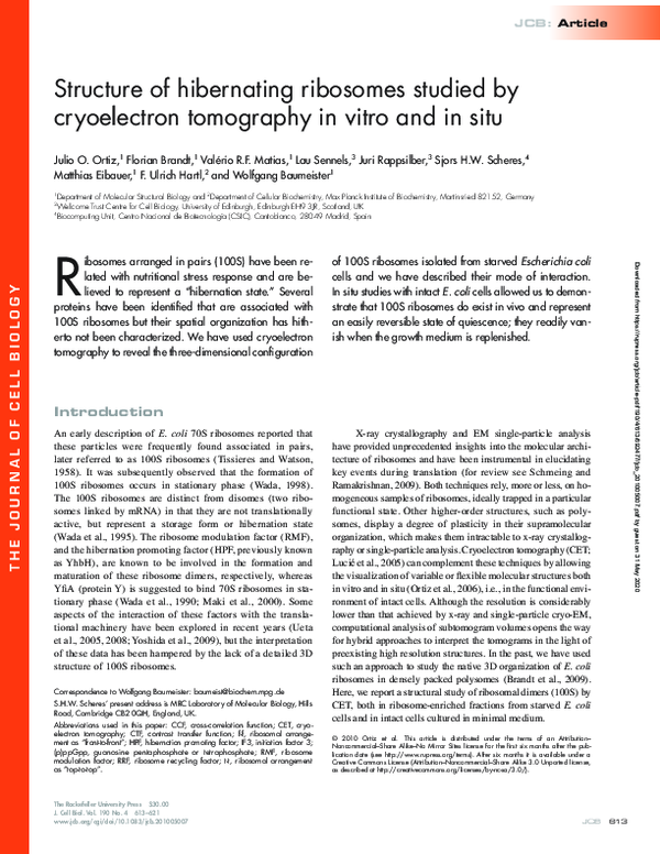 (PDF) Structure of hibernating ribosomes studied by cryoelectron ...