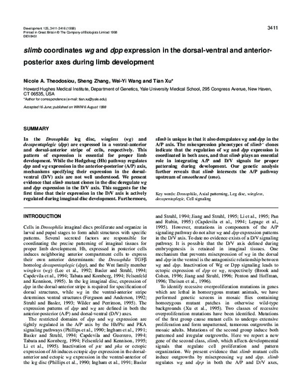 (PDF) Slimb Coordinates WG and DPP Expression in the Dorsal-Ventral and ...