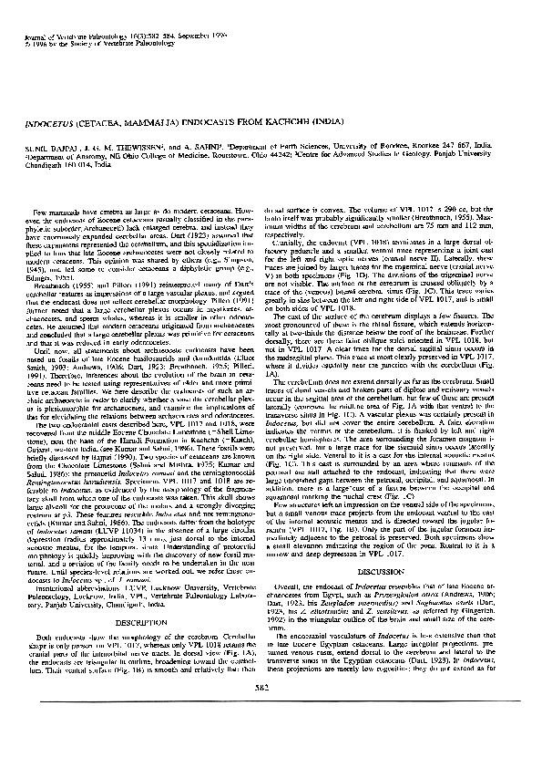 (PDF) Indocetus (Cetacea, Mammalia) endocasts from Kachchh (India)