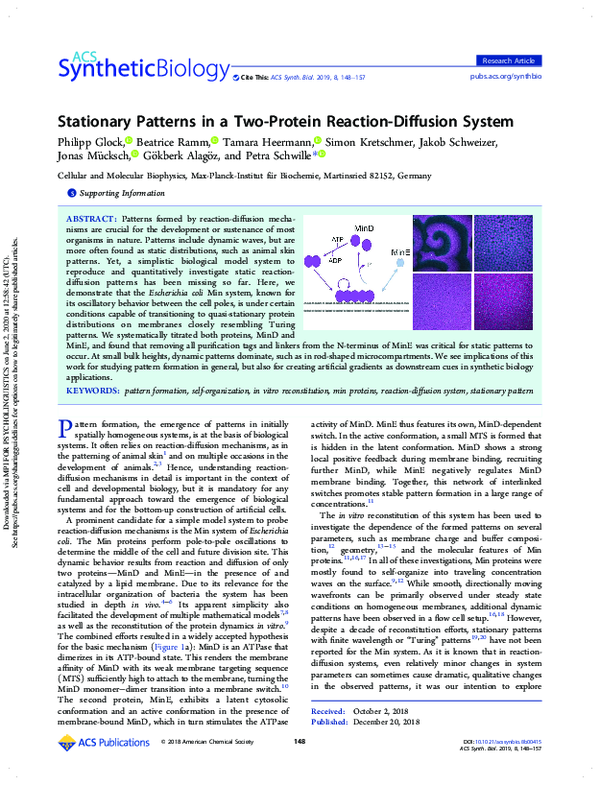 (PDF) Stationary Patterns in a Two-Protein Reaction-Diffusion System
