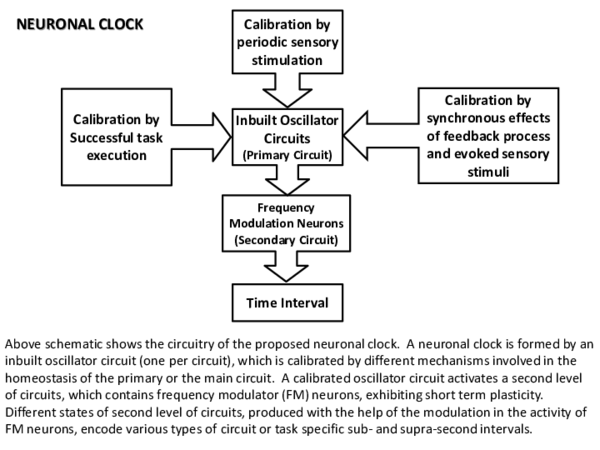 (PDF) Schematic of Proposed Modular Neuronal Clocks