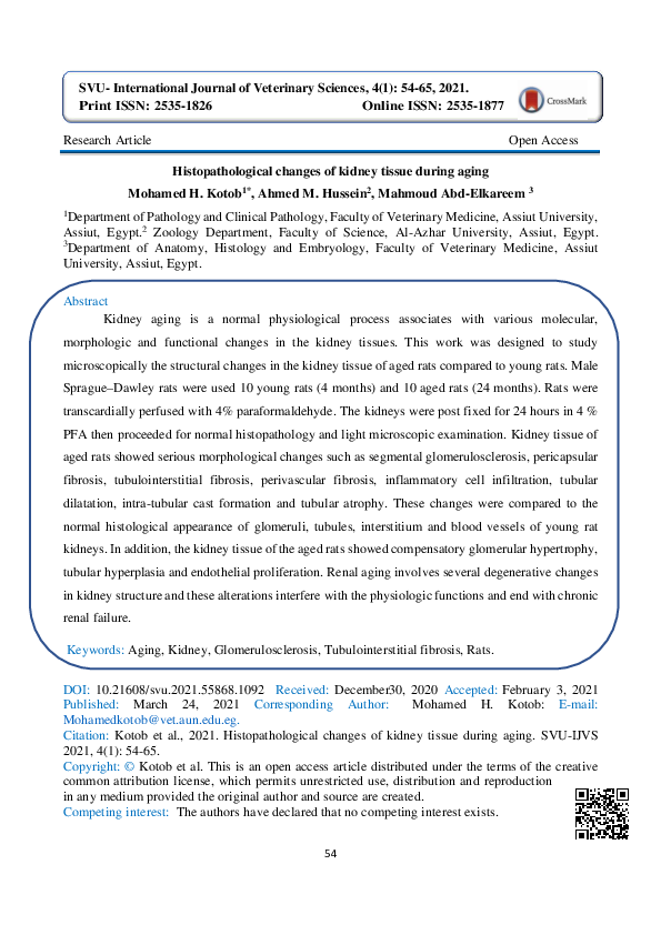 (PDF) Histopathological changes of kidney tissue during aging