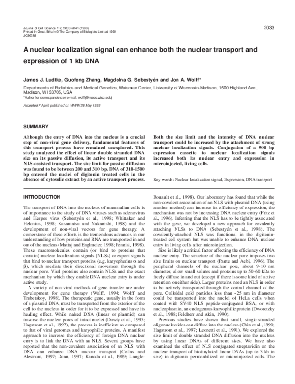 (PDF) A nuclear localization signal can enhance both the nuclear ...