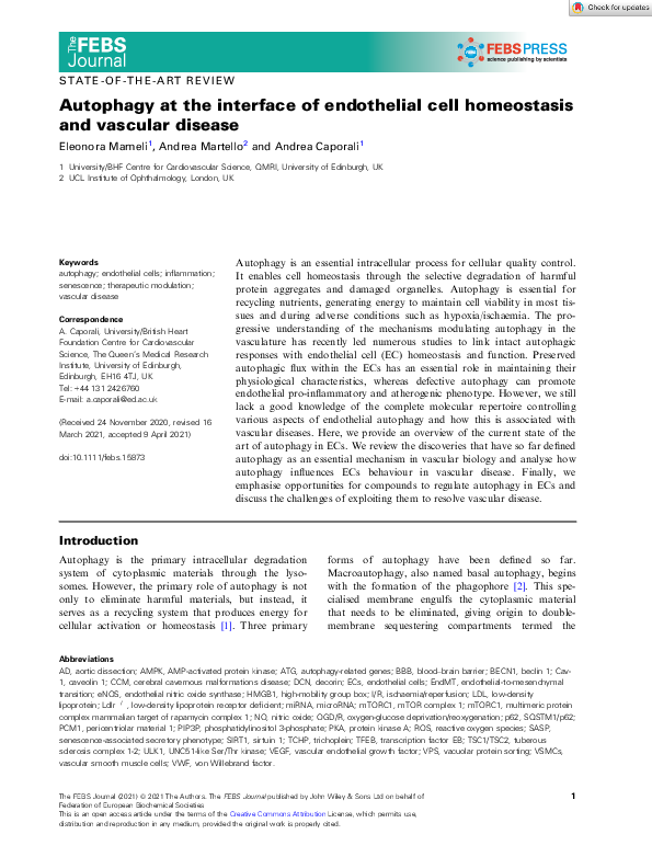 (PDF) Autophagy at the interface of endothelial cell homeostasis and ...