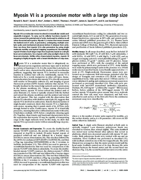 (PDF) Myosin VI is a processive motor with a large step size