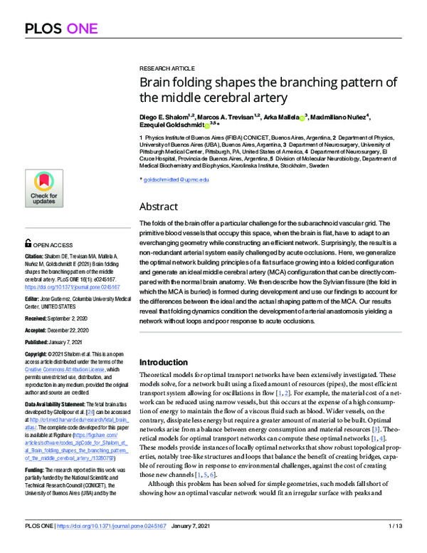 (PDF) Brain folding shapes the branching pattern of the middle cerebral ...