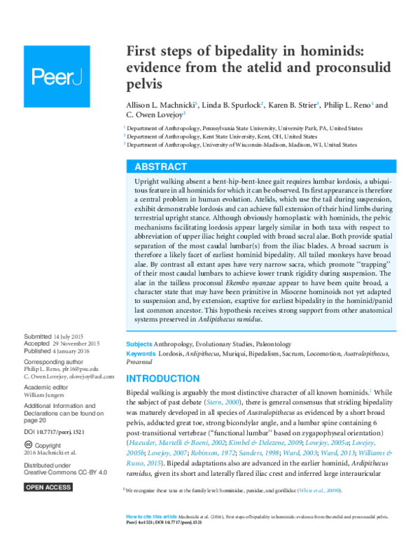 (PDF) First steps of bipedality in hominids: evidence from the pelvis ...