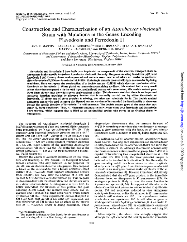 (PDF) Construction and characterization of an Azotobacter vinelandii ...