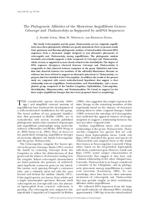 (PDF) The phylogenetic affinities of the mysterious anguilliform genera ...