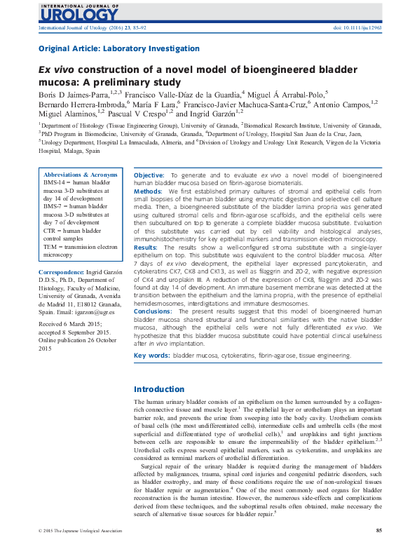 (PDF) Ex vivoconstruction of a novel model of bioengineered bladder ...