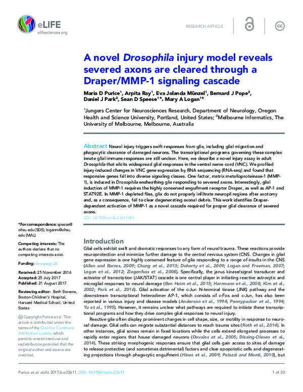 (PDF) A novel Drosophila injury model reveals severed axons are cleared ...