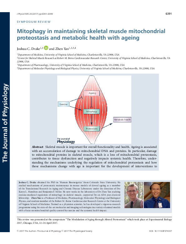 (PDF) Mitophagy in maintaining skeletal muscle mitochondrial ...