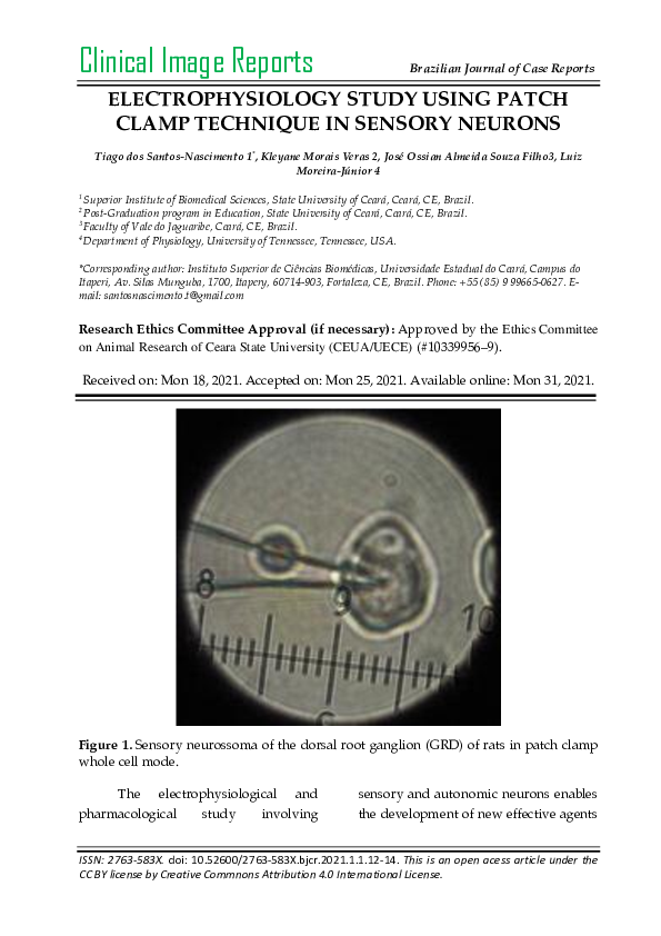 (PDF) Electrophysiology study using patch clamp technique in sensory ...