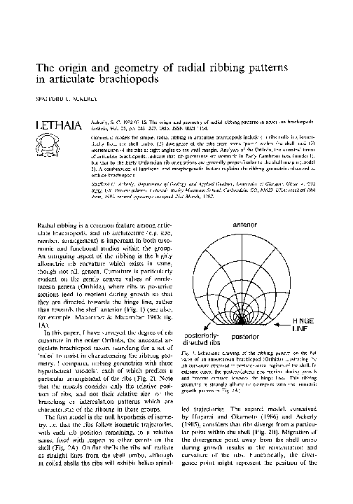(PDF) The origin and geometry of radial ribbing patterns in articulate ...