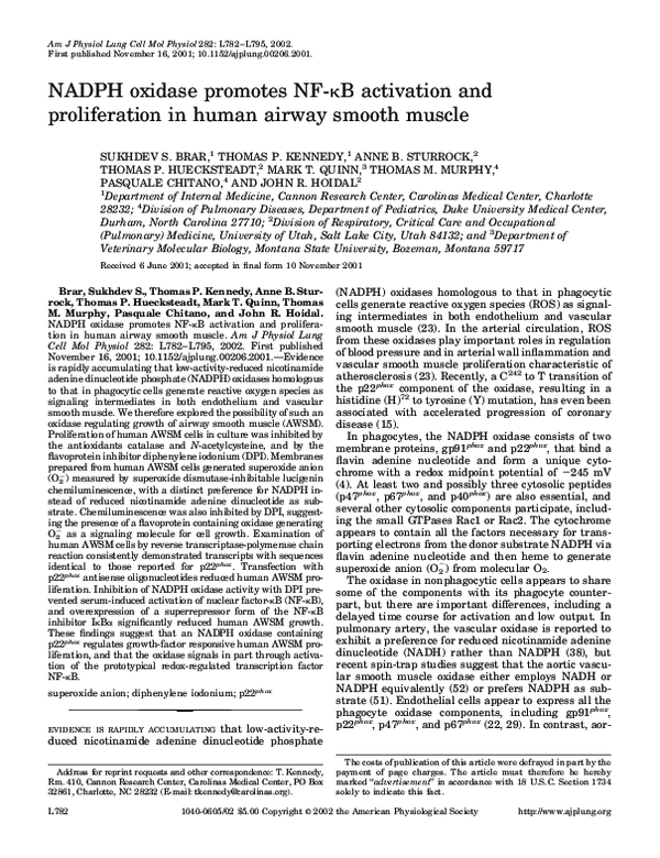 (PDF) NADPH oxidase promotes NF-κB activation and proliferation in ...