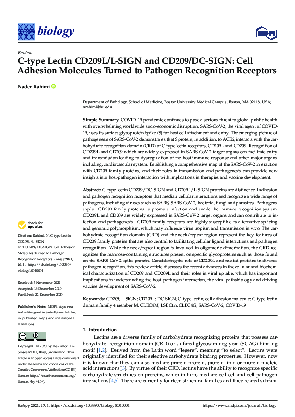 (PDF) C-type Lectin CD209L/L-SIGN and CD209/DC-SIGN: Cell Adhesion ...
