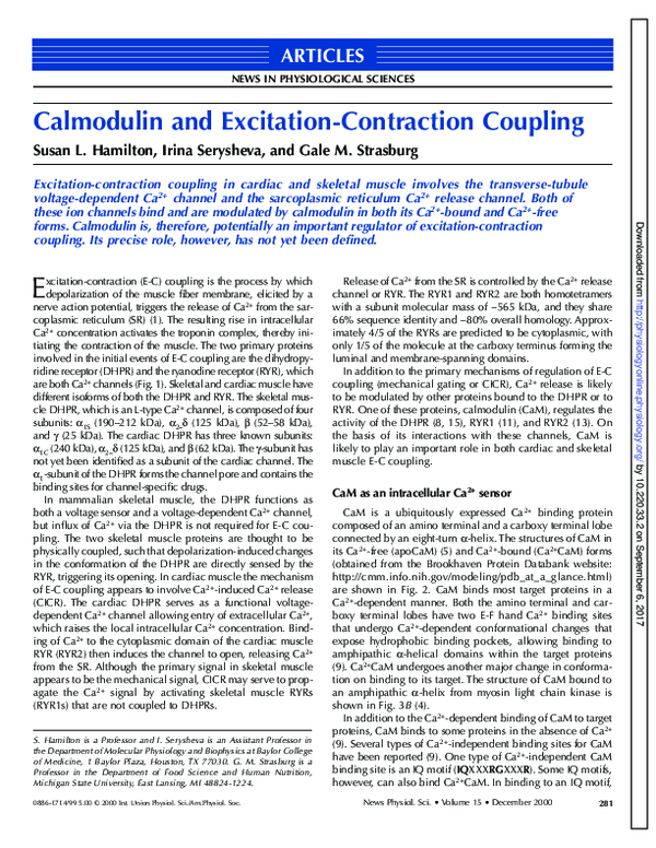 (PDF) Calmodulin and Excitation-Contraction Coupling