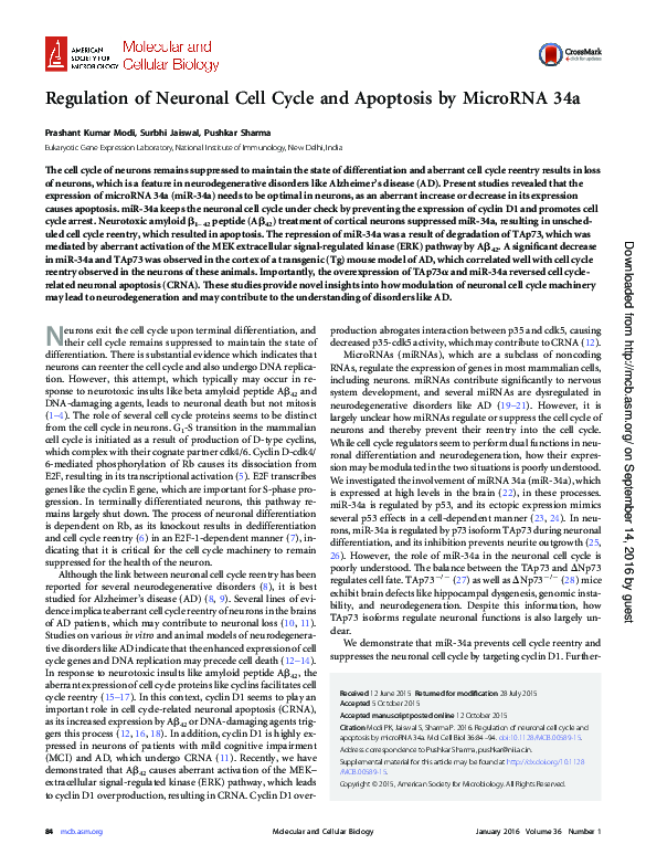 (PDF) Regulation of Neuronal Cell Cycle and Apoptosis by miR-34a