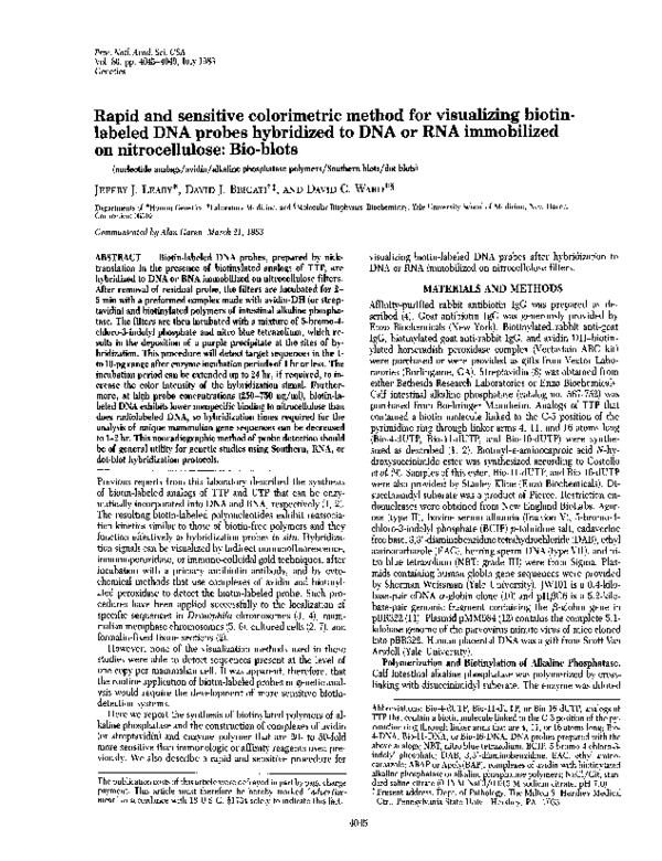 Chromosome probes essay image