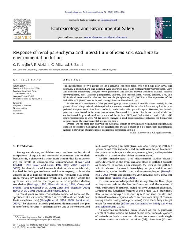 (PDF) Response of renal parenchyma and interstitium of Rana snk ...