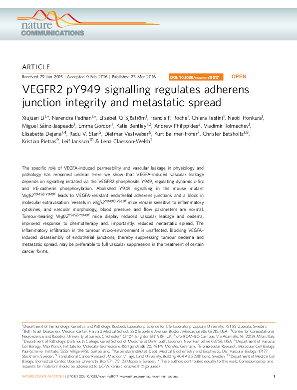 (PDF) VEGFR2 pY949 signalling regulates adherens junction integrity and