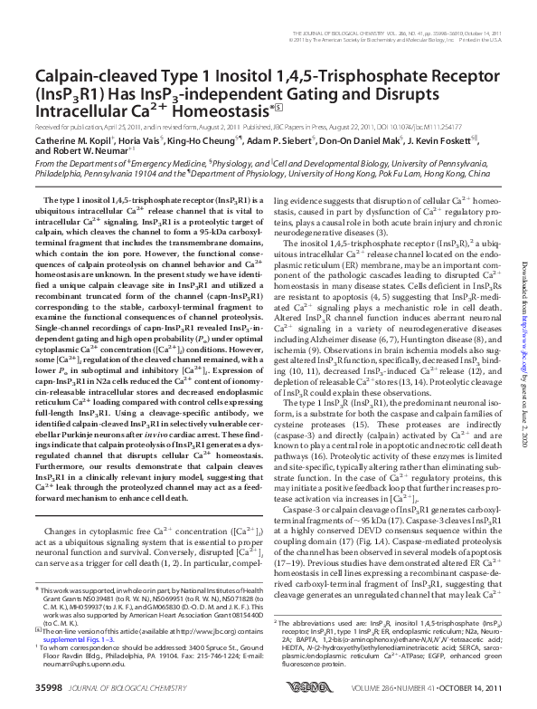 (PDF) Calpain-cleaved Type 1 Inositol 1,4,5-Trisphosphate Receptor ...