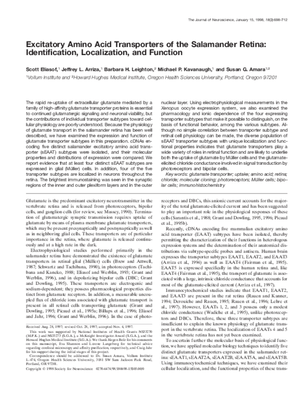 (PDF) Excitatory Amino Acid Transporters of the Salamander Retina ...