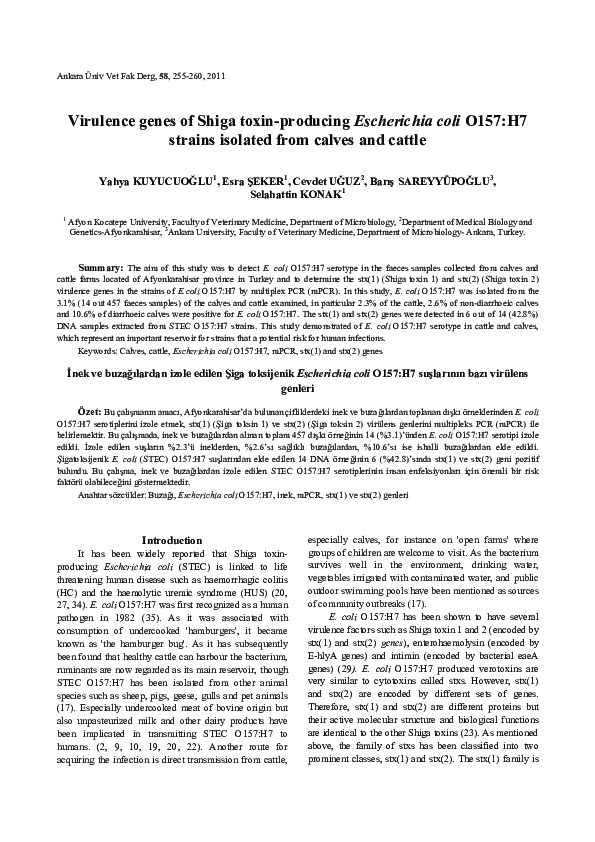 (PDF) Virulence genes of Shiga toxin-producing Escherichia coli O157 ...