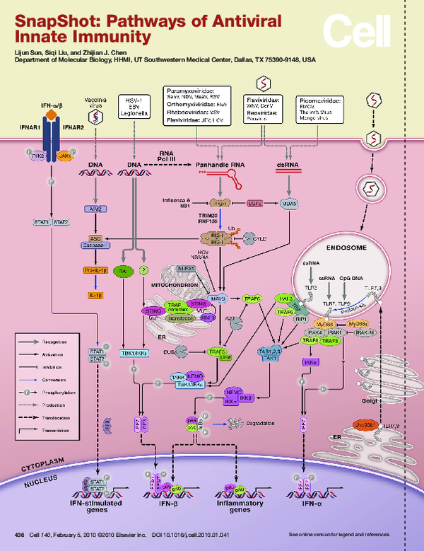 (PDF) SnapShot: pathways of antiviral innate immunity