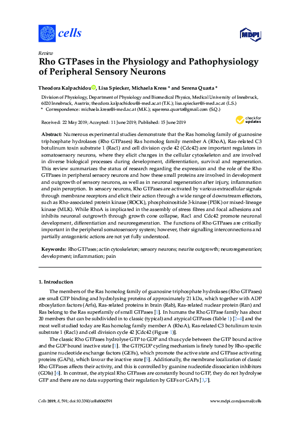 (PDF) Rho GTPases in the Physiology and Pathophysiology of Peripheral ...