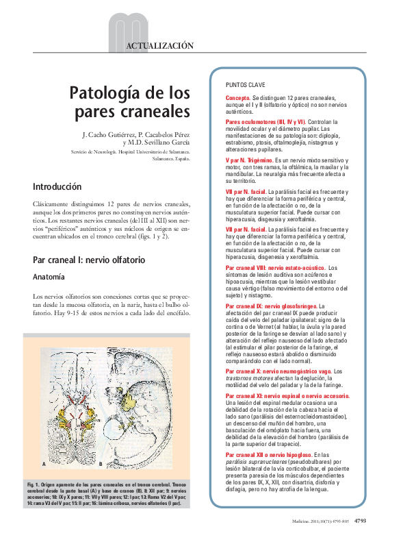 (PDF) Patología de los pares craneales Margarita Balderas Hernandez